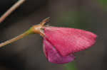 Spiked hoarypea